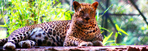 Bondla Wildlife Sanctuary