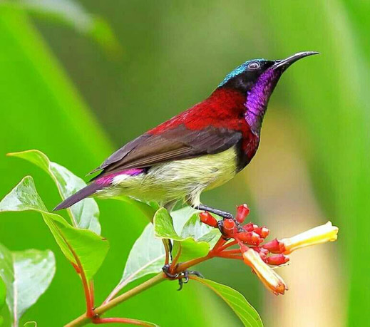 Cotigao Wildlife Sanctuary