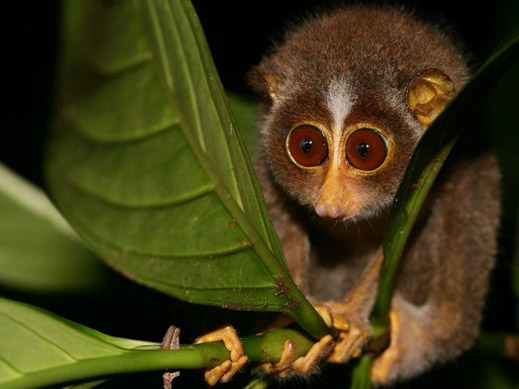 Netravali Wildlife Sanctuary